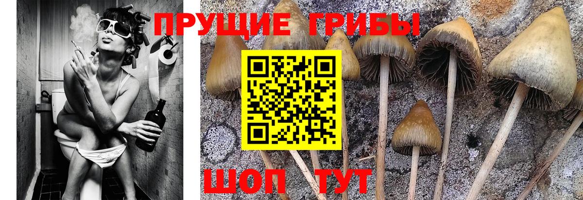 Псилоцибиновые грибы мицелий Верхний Уфалей